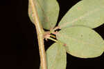 Creeping lespedeza